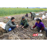 麻阳苗乡：6000亩甘蔗下种忙   小红糖“熬”成致富新产业