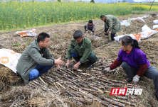 麻阳苗乡：6000亩甘蔗下种忙 小红糖“熬”成致富新产业