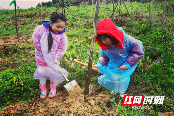 孩子们在成人的指导下栽种小树苗。