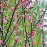 迎丰公园立春景  花艳木青