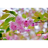 又是一年好花景  怀化学院樱花盈