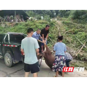 价值30万的17头黄牛走失，会同民警搜山帮其找回