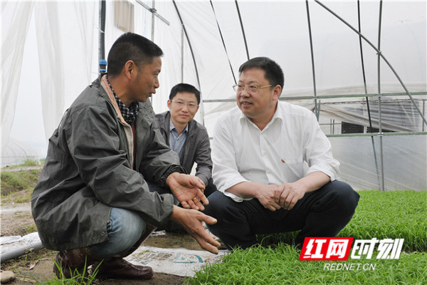 2013年5月20日，在桥江镇新坪村察看水稻集中育秧.jpg
