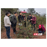 鹤城区举办2022年油茶实用技术培训及林下中药材种植技术交流现场会
