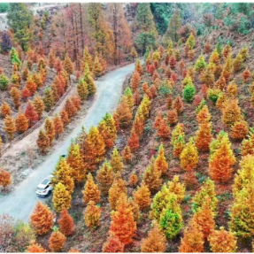 迎旅发 游怀化 | 鹤城：古坡林场  百亩水杉正当红