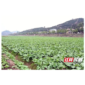 二十大精神进基层 | 麻阳：抢抓时机完成冬种油菜任务量100%