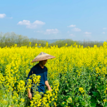 组图 | 春耕“撞上”千亩油菜花，撞出了“最美春景”