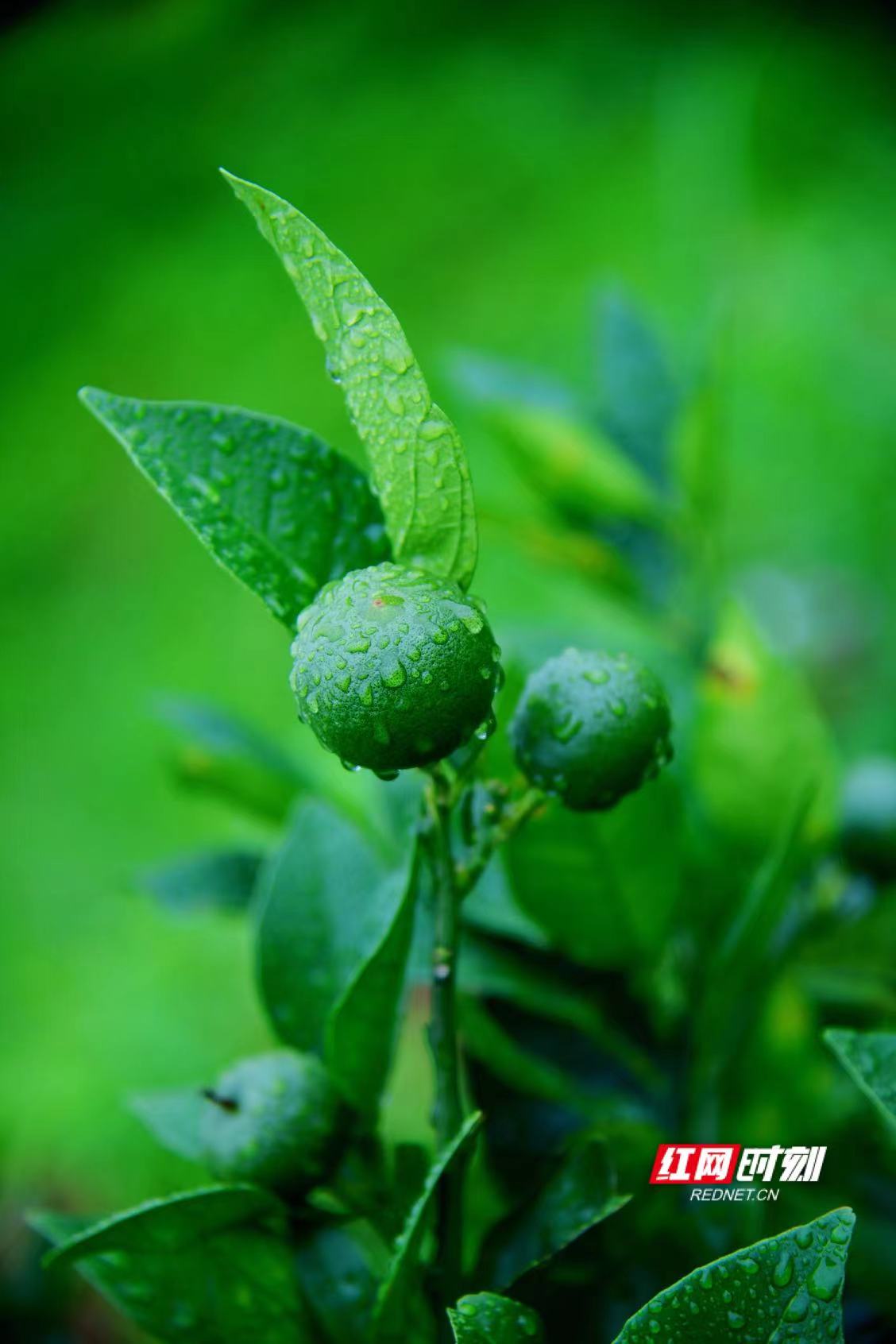 红网时刻新闻6月15日讯（记者  刘顿）近日，记者在麻阳兰里镇兰生村看到，数百亩冰糖橙被连日的大雨冲洗得格外干净，郁郁葱葱中尽显勃勃生机。