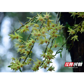 怀化鹤城区：石斛花开凉亭坳  百亩苍翠藏鲜妍