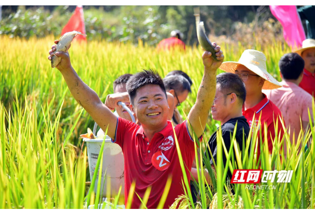 稻花香里说“鱼”年    