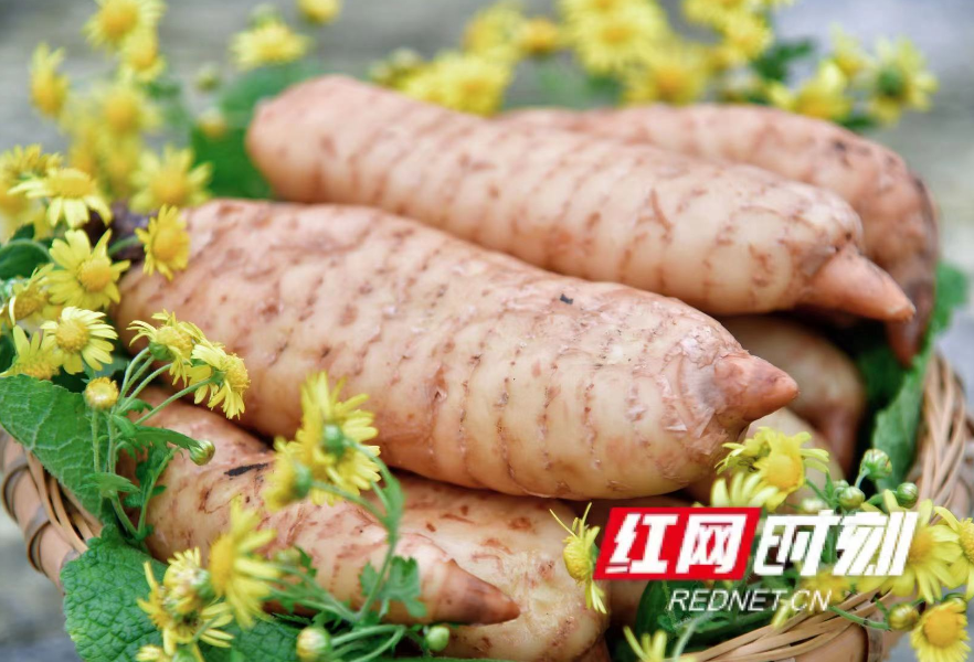 11月16日！看怀化雪峰山天麻辉煌再铸