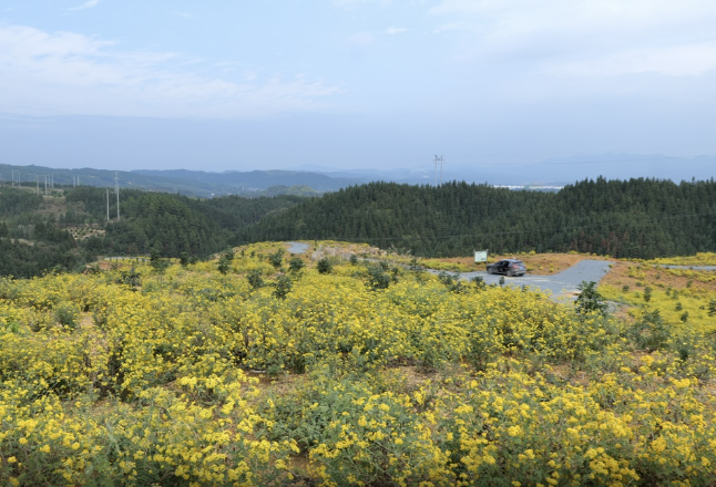 乡村振兴进行时 | 会同连山乡：野菊盛开遍地金 乡村振兴添新“花”