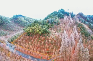 怀化鹤城：玉树琼枝差可拟！古坡林场百亩水杉褪红披淞 