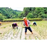 用心用情驻村 真心实意帮扶——湖南有色产业投资集团驻沅陵鹿鸣溪村工作队员胡江华的故事