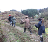 麻阳富田坳村：春雨贵如油    千亩“产业林”栽植正当时