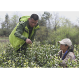 辰溪修溪镇：共享茶叶红利 助力乡村振兴