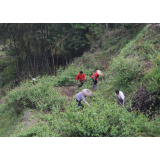 溆浦山银花，民族团结进步的幸福花