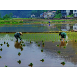 组图 | 五月好时节，水稻插秧忙