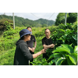 通道：柑橘专家赴侗乡    增产提质有希望