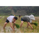 沅陵杜家坪乡：助农插秧 为乡村振兴贡献力量