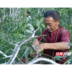 药香怀化 | ①芷江虫白蜡迎丰年  平均每亩产蜡150斤