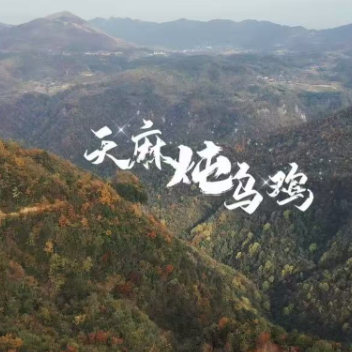 怀味药膳 ① | 冬日养生在于藏！雪峰山天麻与雪峰乌骨鸡更配哟