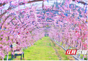 在春日·寻春趣④ | 暖阳催得好花开     香随风远引蜂忙