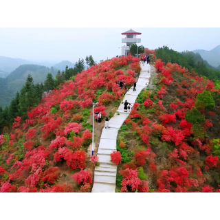 在春日·寻春趣⑩ | 麻阳高村有新景 百亩杜鹃“映”山红