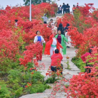 麻阳富田坳村：羊肚坡上杜鹃红 花道变身“致富路”