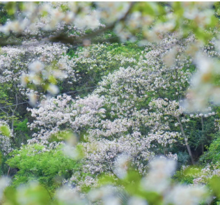 在春日·寻春趣⑦ |十里桐花迎风起 吹香新晃半座城