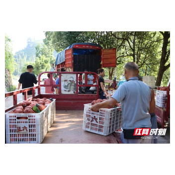 麻阳：振兴乡村有“金果”   石羊哨乡梨飘香