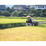 洪江市千亩杂交水稻示范基地稻浪翻涌秋收忙