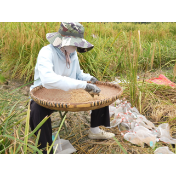 中方县:制种水稻收割忙 深耕产业助振兴