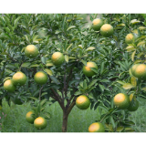 中方县:黄金贡柚渐染金黄 多元产业绘就乡村振兴新图景