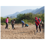 霜降种“金瓣” 来年收“银花”!中方县3500亩龙牙百合开启播种季