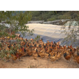 中方县: 林下养殖抓“鸡”遇,林权改革结硕果