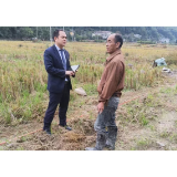 麻阳农商银行:硒稻喜开镰 服务到田间