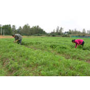 中方县：胡萝卜苗染绿田野 蔬菜产业助农增收