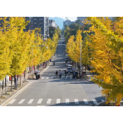 中方县:银杏迎来最佳观赏期 掀起游客打卡热潮