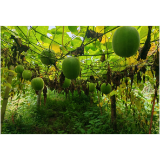 中方县中方镇:“红色引擎”驱动产业发展 绘就乡村振兴“千金方”