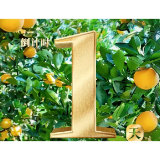 海报丨2025年湖南柑橘节(洪江市主会场)开幕式倒计时1天