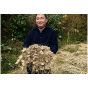 亩产超 1.2 万斤!新晃细叶黄精丰收,食药同源产业铺就乡村振兴路