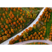 五溪秋实记丨冬日水杉美如画（福地怀化·风物季）