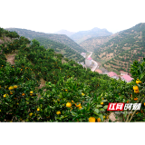 麻阳塘头山村“飞”出乡村振兴新路径