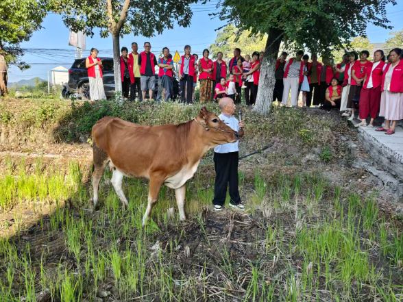 匠心铸品牌 黄牛产业兴——新晃“黄牛产业工”劳务品牌建设纪实