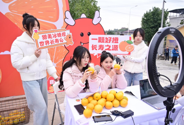 直播助农添新力 产教融合结硕果——怀化职院学子助力麻阳冰糖橙销售