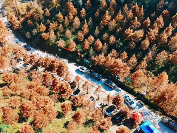 视频 | 百亩水杉“红染”季  怀化市泸阳国有林场迎来“打卡”高峰