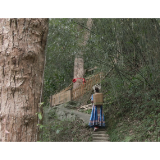 新晃龙脑特色产业“金色名片” 绘就乡村振兴新图景