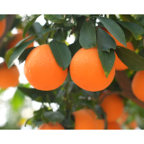 中方县:“红美人”柑橘迎丰收 “甜蜜事业”绘就乡村振兴新图景