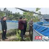 新晃县:四级代表联动 助力乡村振兴——省市县镇人大代表联合调研波洲镇特色产业发展